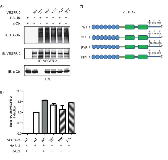 Figure 3.3. L’effet des doubles mutations sur l’ubiquitination du VEGFR-2.  A)  Des  cellules COS-7 ont été transfectées avec les vecteurs d’expression indiqués