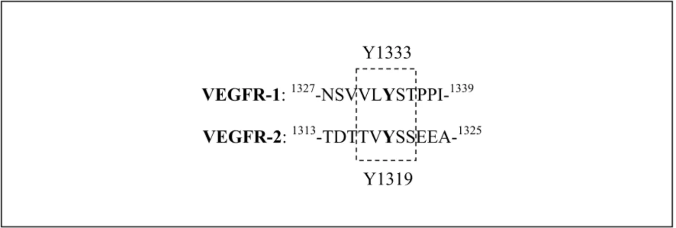 Figure 4.1. Comparaison des séquences entourant les tyrosines nécessaires pour  l’association de c-Cbl et l’ubiquitination des récepteurs VEGFR-1 et 2