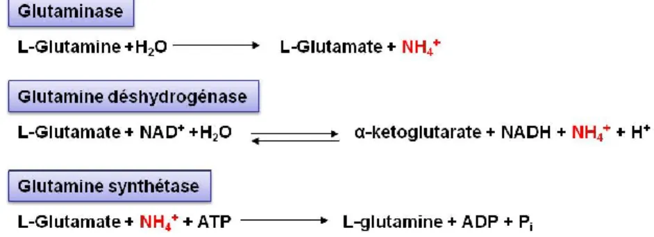 Figure 7. Exemples de rôles de l’ammoniaque (NH 4 + ) dans des réactions  biochimiques 