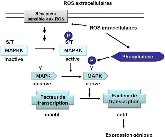 Figure 9. ROS dans la signalisation cellulaire 