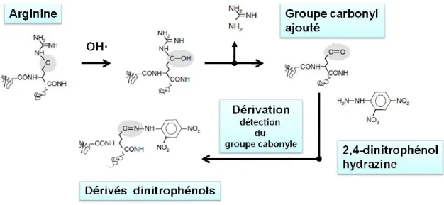 Figure 10. Dérivation du groupe carbonyle des chaînes latérales des protéines 