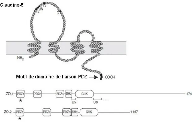 Figure 14. Claudine-5 et ZOs 