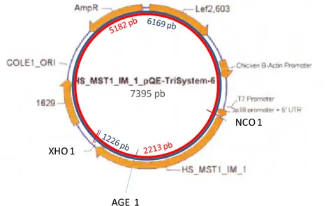 Figure 3: Détails du plasmide HS-MST1-IM-1 