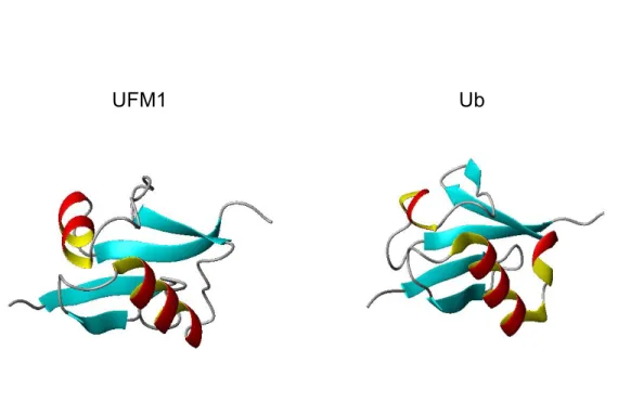Figure  2.  Représentation  tridimensionnelle  des  structures  tertiaires  de  l’ubiquitin-fold  modifier  (PDB  code :  1WXS)  et  de  l’ubiquitine  (PDB  code :  1D3Z)  à  l’aide  du  logiciel  MOLMOL