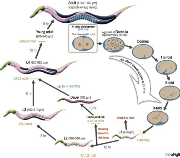 Figure  3.  Schéma  illustrant  les  différents  stades  du  développement  du  nématode  Caenorhabditis  elegans