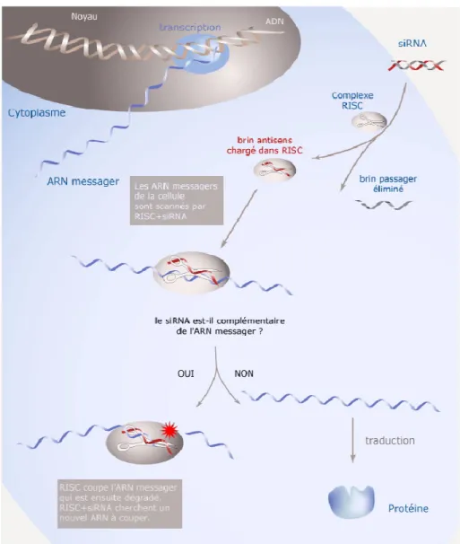 Figure  4.  Schéma  illustrant  le  processus  de  dégradation  de  l’ARN  par  le  mécanisme  d’ARN  interférence