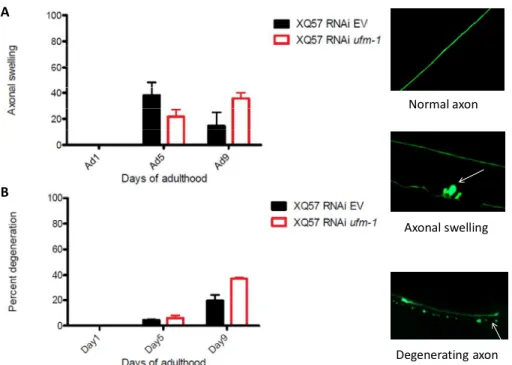 Figure  4.  ufm-1  is  required  for  neuronal  integrity.  A.  Quantitative  axonal  swelling at day 1,3 and 5 of adulthood of polyglutamine strain (128Q) either  exposed to control or ufm-1 RNAi B