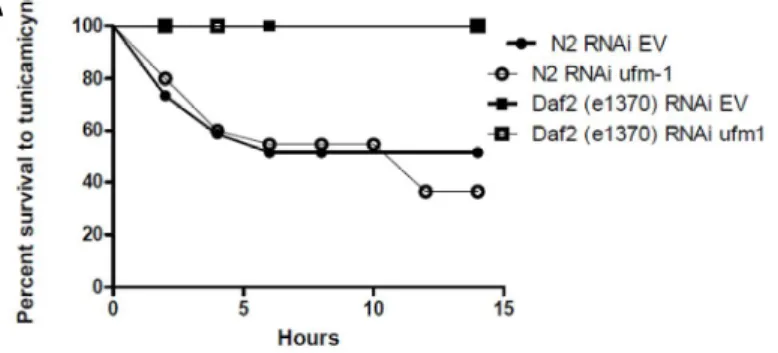 Figure 5. Réponse au stress induit par la tunicamicyne 