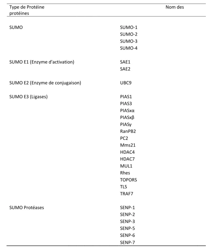 Table 1. Liste des protéines impliquées dans la SUMOylation chez les mammifères Type de Protéine                                                                                                          Nom des  protéines