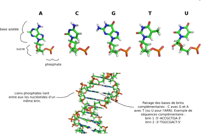 Figure 1: Nucléotides et ADN sous sa forme double brin.