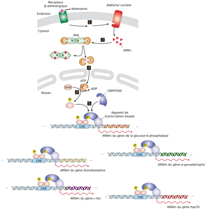 Figure 4: Exemple de mécanisme de (co-)régulation de gènes en réponse à l'adrénaline (épinéphrine)