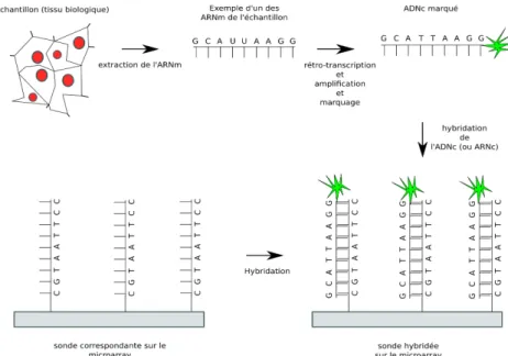 Figure 5 : Principe général des microarrays dans le contexte de mesure de l'expression