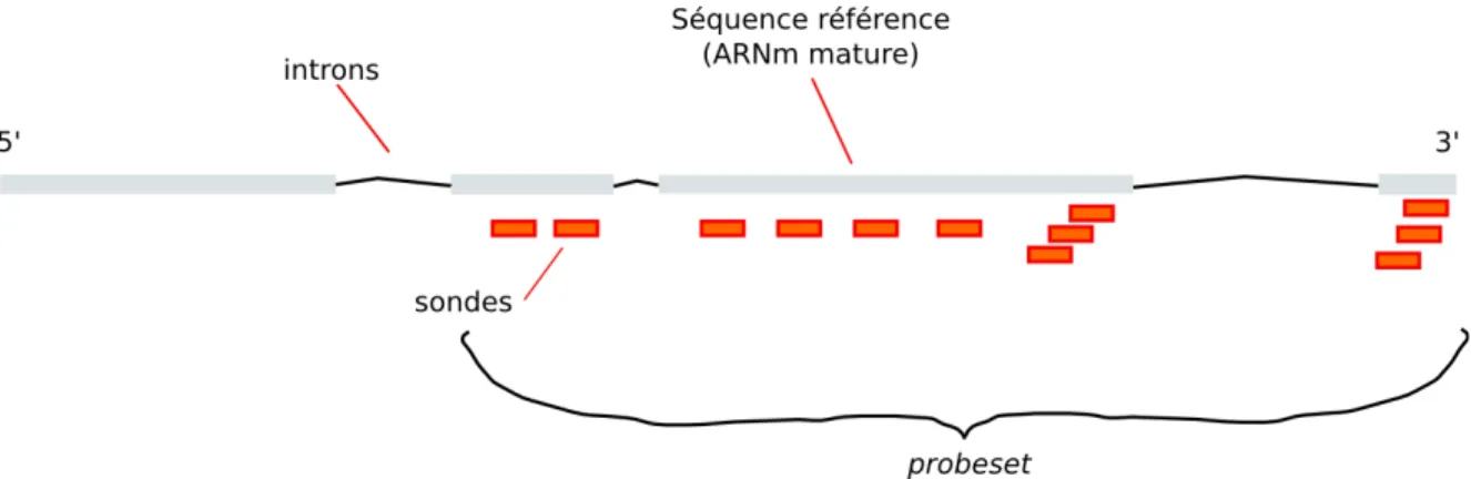 Figure 6: Illustration d'un probeset sondant un gène. En pratique, le choix initial de la position des sondes 