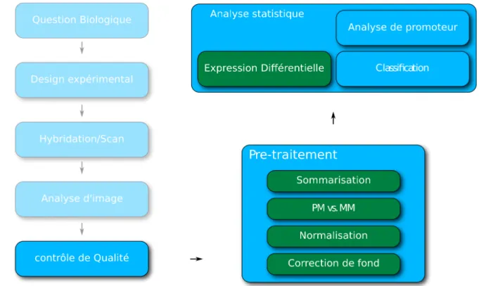 Figure  7:   Déroulement   typique   d'une   expérience   de   microarrays   sur   la   plateforme   GeneChip  d'Affymetrix.