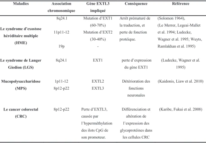 Tableau III :  Contribution des EXT/EXTL dans certaines pathologies Humaines  Maladies  Association  chromosomique  Gène EXTL3 impliqué  Conséquence  Référence  Le syndrome d’exostose  héréditaire multiple  (HME)   8q24.1  11p11-12  19p  Mutation d’EXT1 (6