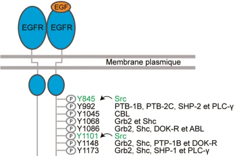 Figure 2: Sites de phosphorylation du récepteur à l’EGF. 