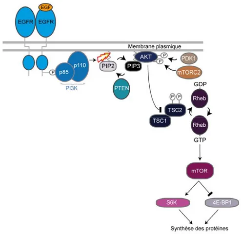 Figure 5: La voie PI3Kinase. 