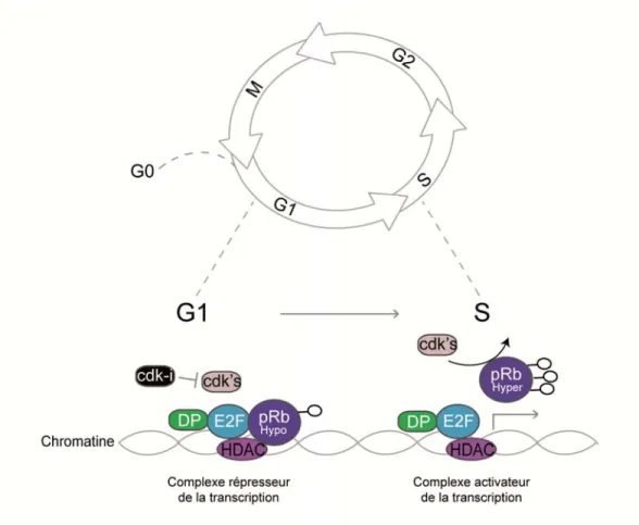 Figure 6: La phase de transition G1/S. 