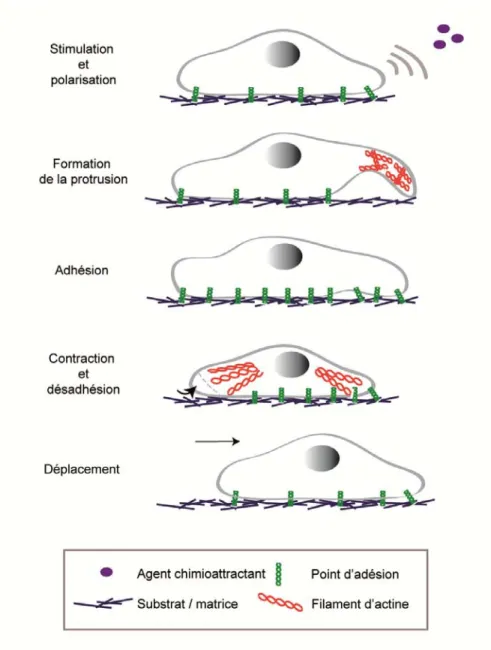 Figure 8: Représentation schématique du cycle de la migration cellulaire.  