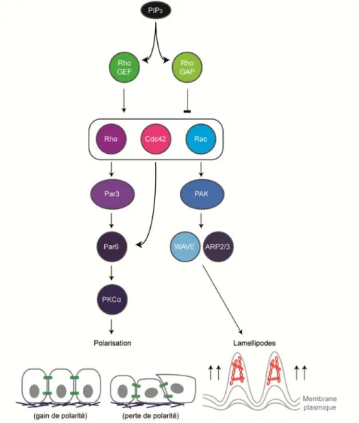 Figure 9: La signalisation des GTPases de type Rho dans la migration. 