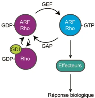 Figure 10: Le mécanisme d’activation des petites proteines G monomériques.  