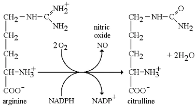 Figure 5. Conversion de la L-arginine en L-citrulline et libération du NO   (Illingworth 2007) 