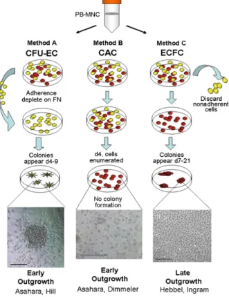 Figure 10. Méthodes d’isolation des cellules progénitrices endothéliales   (Prater, Case et al