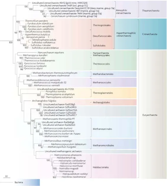 Figure 1.2 Phylogénie des Archées basée sur la concaténation des deux sous-unités de 