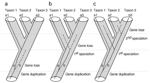 Figure 1.4 Effets des duplications suivies de plusieurs délétions de gènes sur la 