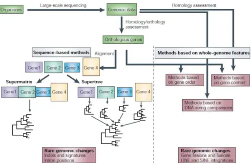 Figure 1.5 Méthodes de reconstruction phylogénomiques. Réimprimé avec la 