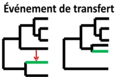 Figure 1.6 Conséquences d'un transfert horizontal sur la phylogénie simple gène 