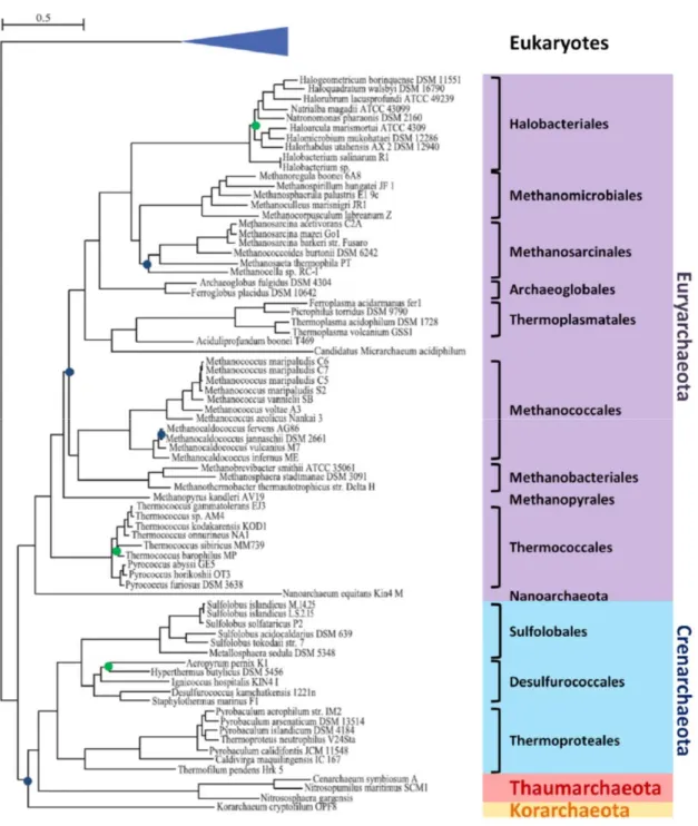 Figure 2.1 Archaeal phylogeny based on the 53 ribosomal protein dataset from Spang et 