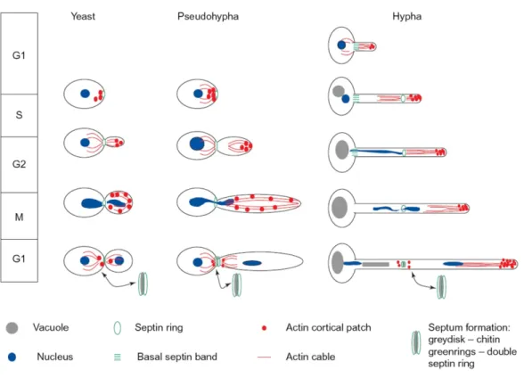Figure 1. 3 Characteristic features of cell division for the yeast, pseudohyphal, and hyphal growth  forms in C