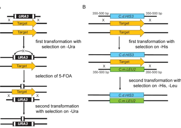 Figure 1. 7 Selected methods for gene disruption in C. albicans.  