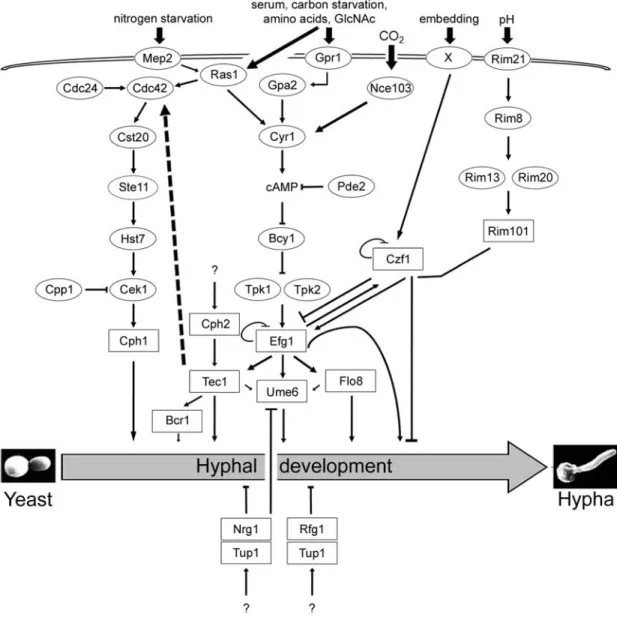 Figure 1. 8 Regulation of morphogenesis in C. albicans by multiple signaling pathways