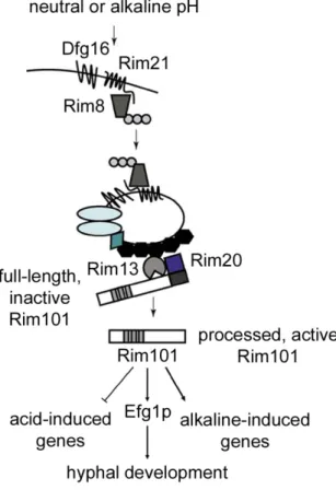Figure 1. 9 The Rim101p pH signaling pathway in C. albicans.  