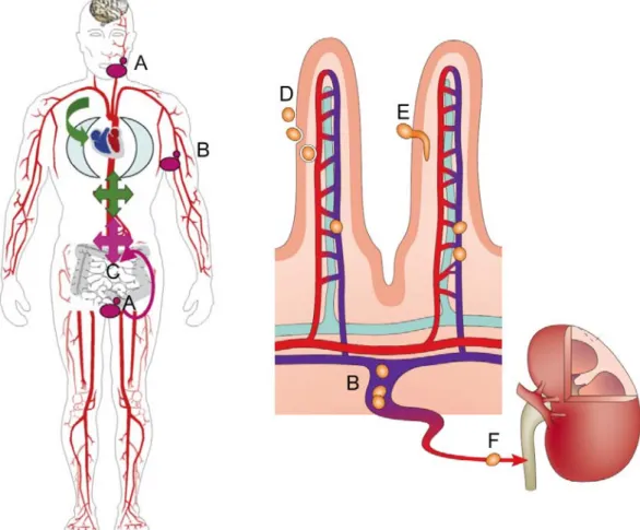 Figure 1. 12 Infection cycles of Candida albicans.  