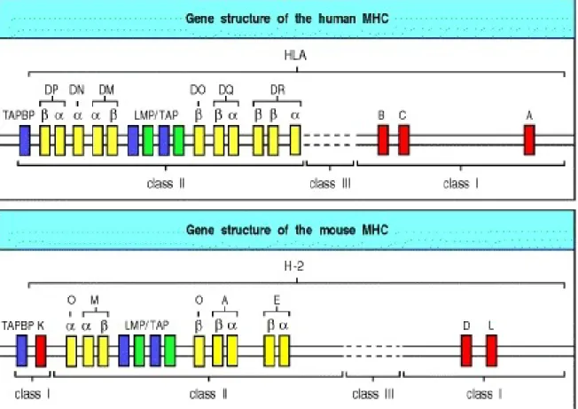 Figure  3 :  Structure  des  gènes  formant  le  complexe  majeur  d’histocompatibilité  (CMH)  chez l’homme et la souris