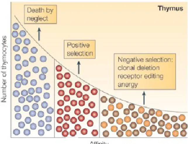 Figure  8 :  Sélection  positive  et  négative  des  thymocytes  selon  l’affinité  avec  laquelle  ils  reconnaissent un complexe CMH-peptide