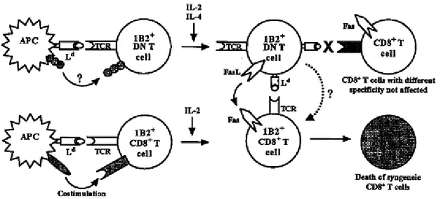 Figure 10 : Modèle décrivant le mécanisme d’action des lymphocytes T DN par le groupe  de L