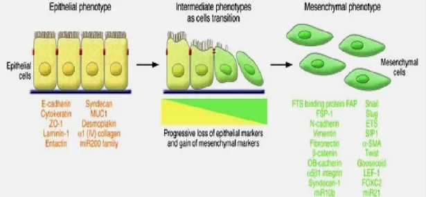 Figure 5: Epithelial-Mesenchymal-Transition:   