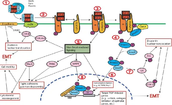 Figure  7:  Mechanisms  of  Transforming  growth  factor-beta1  in  inducing  Epithelial-Mesenchymal-Transition: 