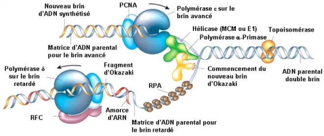 Figure 1.12. Progression de la fourche de réplication au cours de l’élongation de l’ADN  chez les eucaryotes