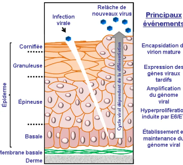 Figure 1.1. Cycle de réplication du papillomavirus (PV).  