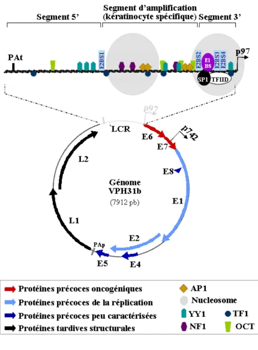 Figure 1.2. Arrangement des gènes viraux et des sites de liaison spécifique de la longue  région de contrôle (LCR) dans l’épisome du VPH 31