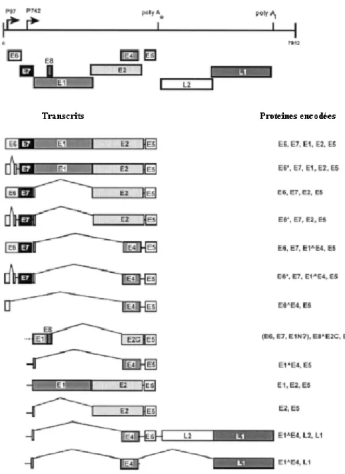 Figure 1.3. Transcrits exprimés à partir du génome du VPH 31.  