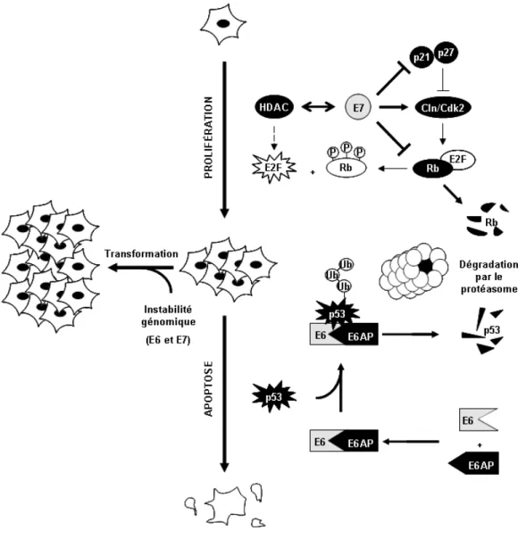 Figure 1.4. Fonctions principales des oncogènes viraux E6 et E7.  