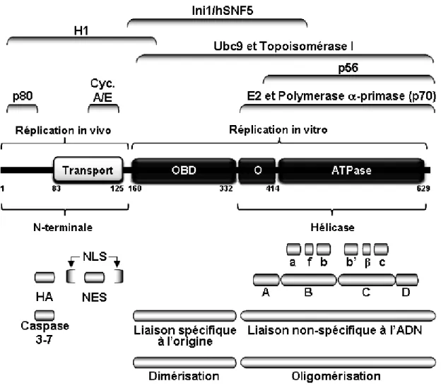 Figure 1.7. Représentation schématique de la protéine E1 du VPH 31. 