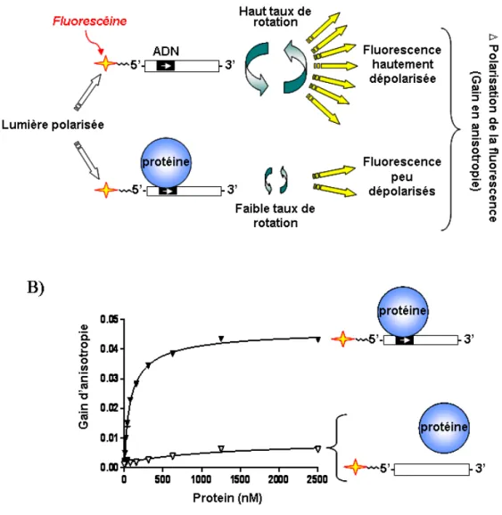 Figure 1.10. Essai de liaison à l’ADN basé sur la polarisation de la fluorescence. 