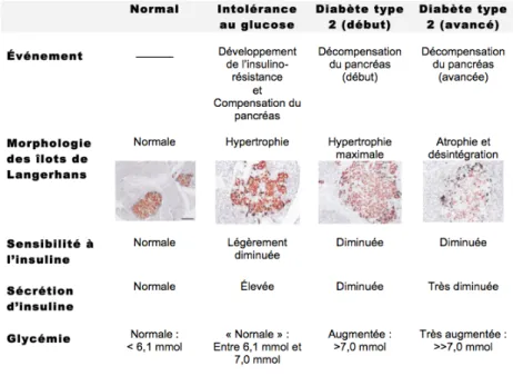 Tableau  I :  Tableau  résumant  l’évolution  physiopathologique  vers  le  DT2  de  l’homéostasie pancréatique du glucose